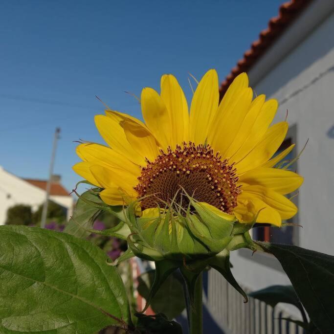 Sunflower Guest House - Madalena - Pico Sao Caetano  Eksteriør bilde